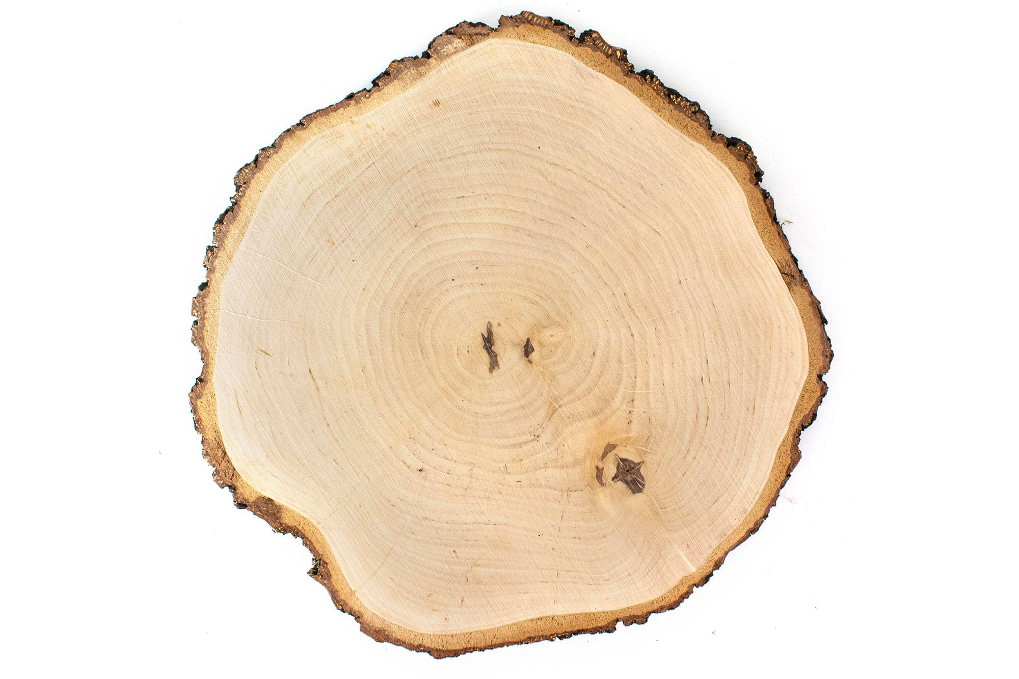 Berkenhouten boomschijf met schors